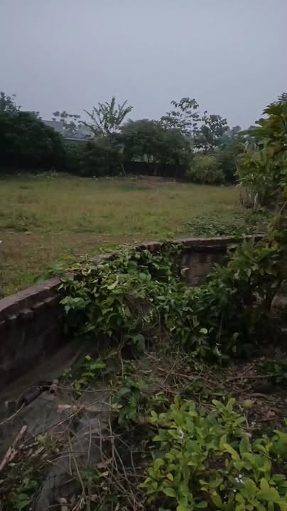 Đất thổ cư 1300m² Phú Thọ - Cơ hội đầu tư hấp dẫn!