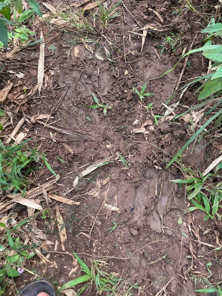 Đất nông nghiệp 2.5ha tại Ea Khal, Đắk Lắk - Giá 17.25 tỷ, sẵn sàng đón chủ mới!