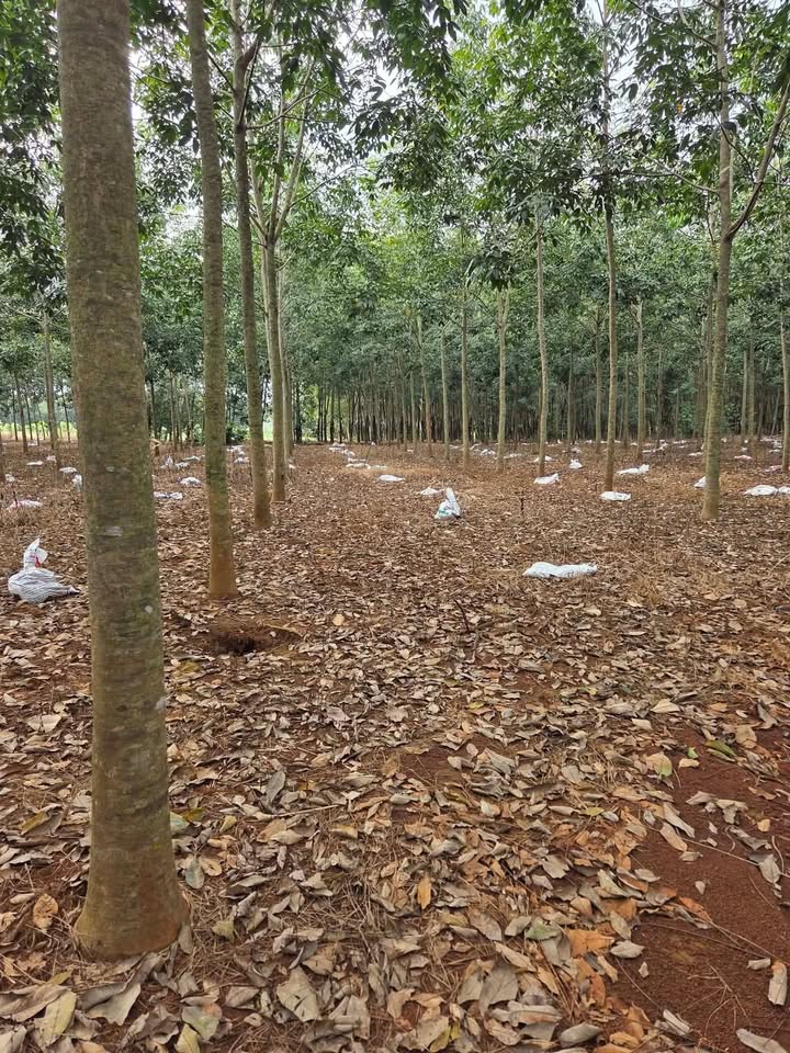 Đất nền Tân Tiến Đồng Phú 1ha 6m mặt đường - Giá 27.5 tỷ hấp dẫn!