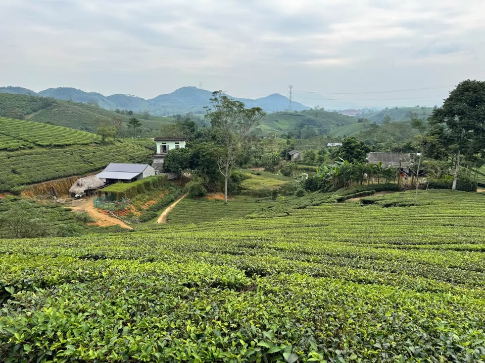 Đất Farm 3ha tại xã Minh Đài, Phú Thọ - Giá chỉ từ 200 triệu!