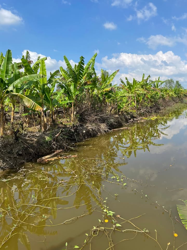 Đất vườn Tân Phước Lai Vung 33.000m² giá chỉ 420 triệu - Đầu tư sinh lời ngay!