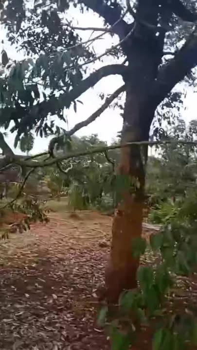 Đất thổ cư 400m² Tân Lập, Krông Buk giá 2.7 tỷ - Đầu tư sinh lời ngay!