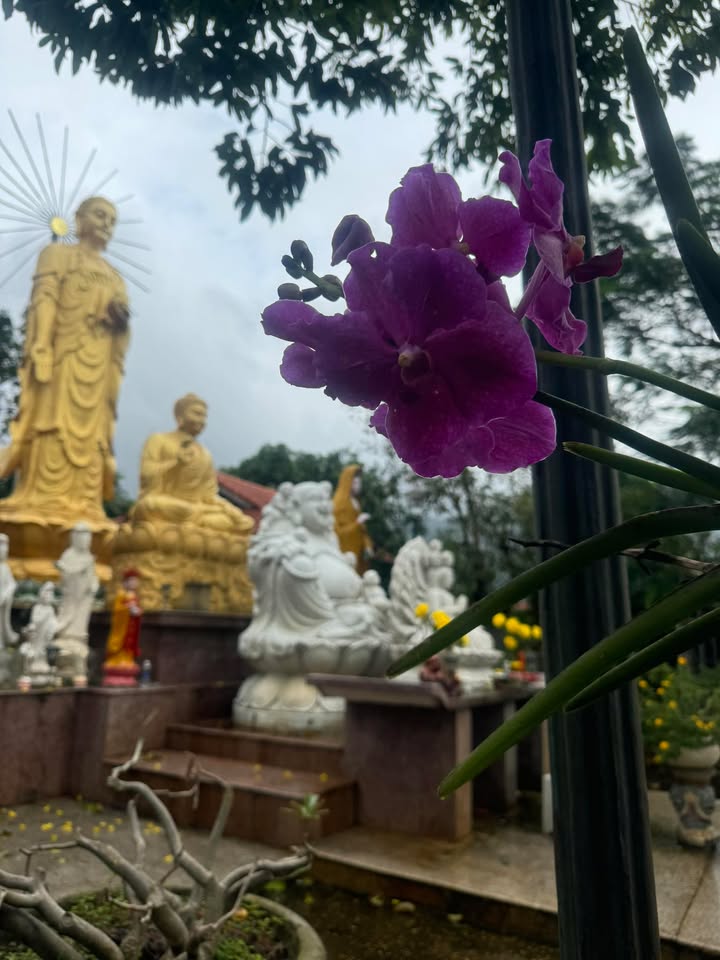 Đất nền Hòa Phước Đà Nẵng 165m² giá 5 tỷ - Lô góc đẹp ngay chợ Miếu Bông!