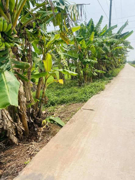 Bán đất 3 lô liền kề Xóm Ninh Đông, Hải Giang 800m² - Đầu tư sinh lời ngay!