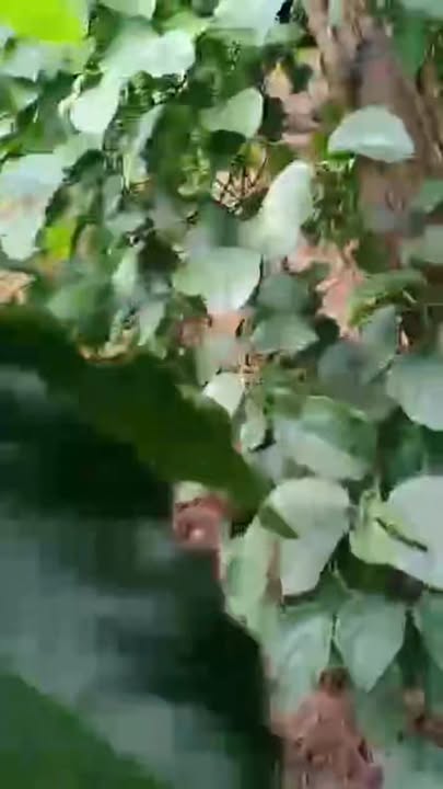 Đất nông nghiệp 1ha tại thôn 8, Ea Khal - Giá 1.8 tỷ - Đầu tư sinh lời ngay!