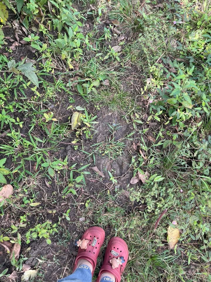 Đất nền 2.5ha tại thôn 8, Ea Khal, Đắk Lắk - Giá chỉ 1.725 tỷ, sổ đỏ chính chủ!