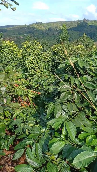 Farm tại thôn 8, xã Ea Khal, huyện Ea H'leo, 360m² giá chỉ 200 triệu - Cơ hội đầu tư hấp dẫn!