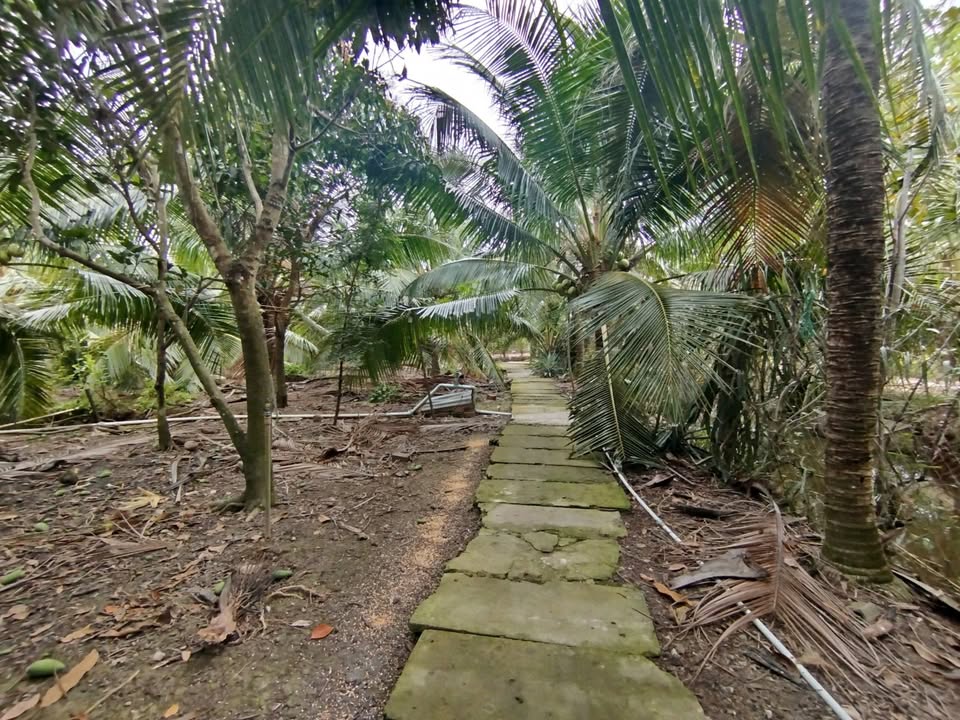 Đất vườn dừa Hữu Định 6.473m² giá 1,8 tỷ - Đầu tư sinh lời ngay!