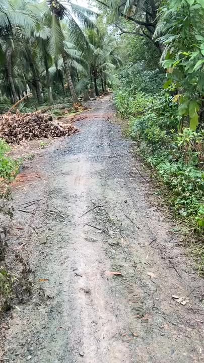 Đất vườn dừa 5000m² tại Trà Cú - Giá 600 triệu, vị trí đẹp, tiện ích đầy đủ!