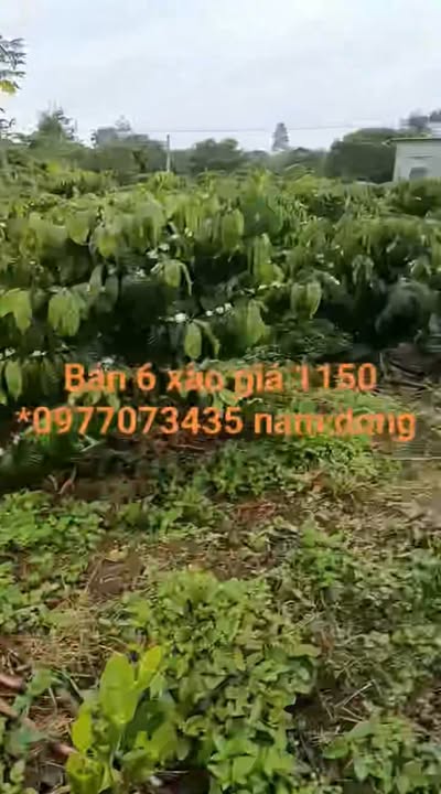 Đất nền 6 sào tại Nam Dong 2.160m² giá 1,15 tỷ - Cơ hội đầu tư tuyệt vời!