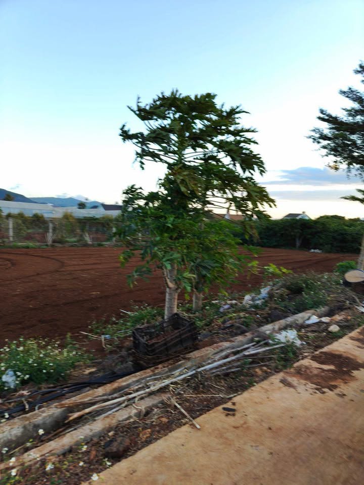 Đất thổ cư 210m² đường bê tông 7m, Hiệp Thạnh, Đức Trọng - Giá chỉ 1.85 tỷ!