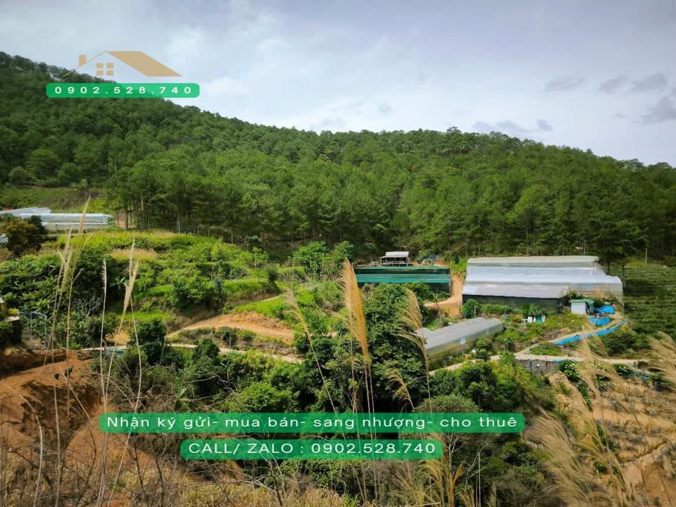 Đất nông nghiệp 505m² tại Phường 11 Đà Lạt - View đẹp, chỉ 3.5 tỷ!