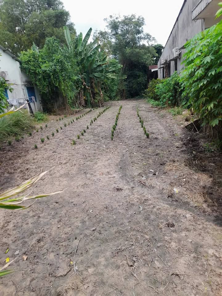 Đất thổ cư 200m² tại xã Phước Hiệp 1.9 tỷ - Mặt tiền đường nhựa rộng rãi!