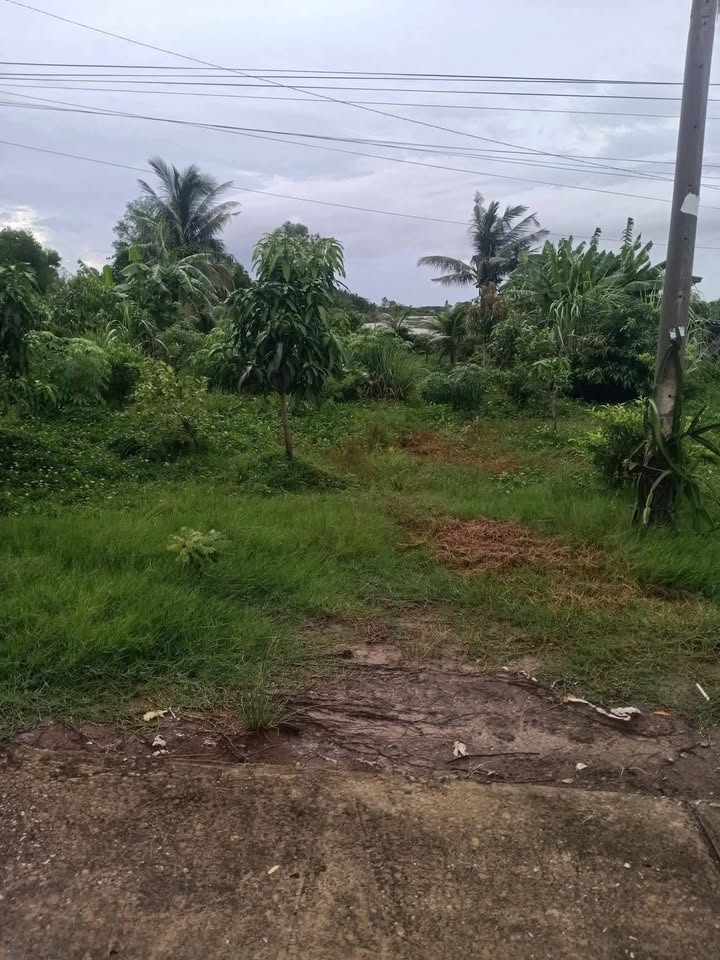 Đất nền và nhà ở 20.000m² tại Mỹ Bình, Cà Mau chỉ 2.2 tỷ - Tiềm năng phát triển cao!