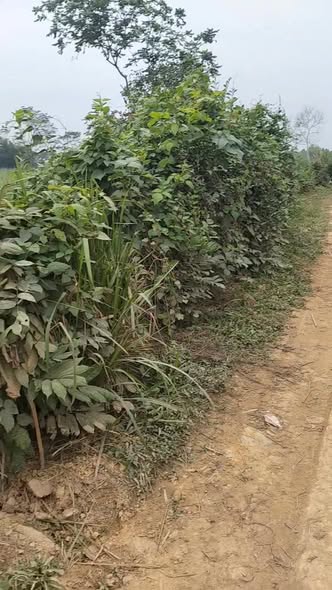 Đất nền Thạch Cẩm 430m² giá chỉ 5xx triệu - Cơ hội đầu tư tuyệt vời!