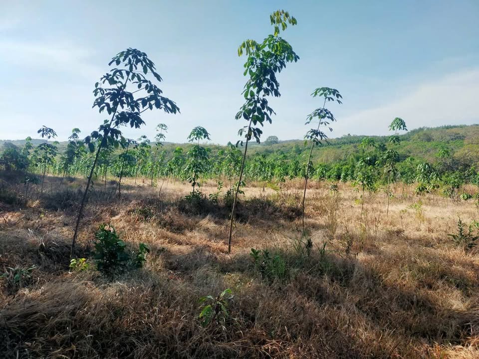 Đất Farm 2ha tại xã Phước Tân, Phú Riềng - Giá chỉ 2.6 tỷ VND, thuận tiện ô tô vào tận nơi!