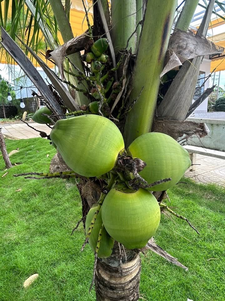 Nhà vườn Bảo Lộc 612m² giá 3.1 tỷ - Mặt tiền thuận lợi