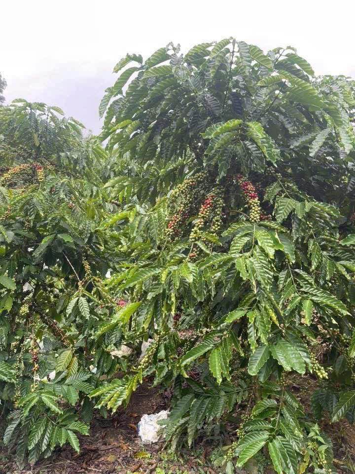 Đất cà phê 3,5 sào tại Đại Lào, Bảo Lộc chỉ 840 triệu - Đầu tư sinh lời ngay!