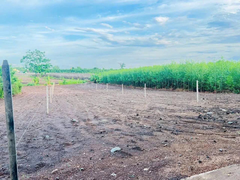 Đất nền Cẩm Mỹ Đồng Nai 1000m² giá chỉ 550 triệu - Cơ hội đầu tư tuyệt vời!