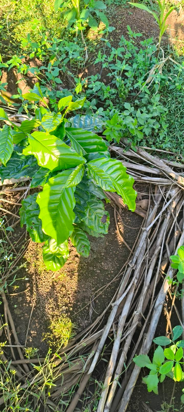 Đất nền Ea H'đing 6000m² giá 230 triệu - Cơ hội đầu tư hấp dẫn!