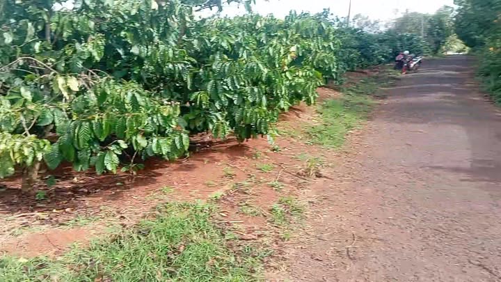 Đất Farm 1.8ha tại xã Ia Phẳng, Chư Pưh, Gia Lai - Gần Quốc lộ 14