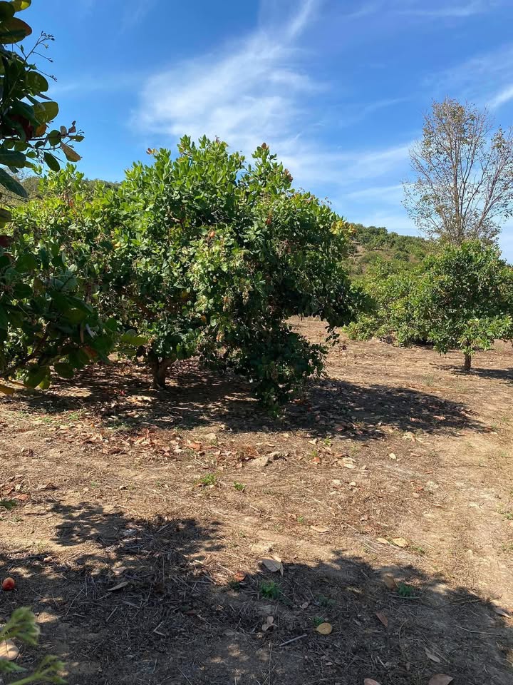 Cho thuê đất Farm 2ha tại Iakrieng, Đức Cơ - Giá chỉ 95 triệu/năm!