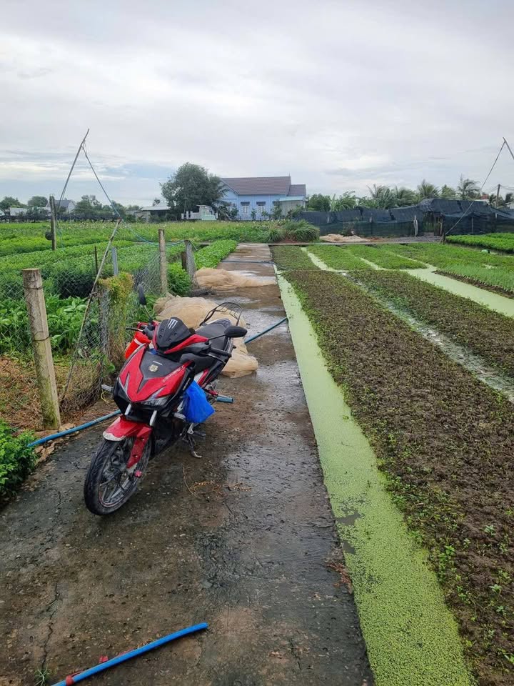 Đất thổ cư 80m² xã Mỹ Lộc, Cần Giuộc - Sổ hồng riêng, giá 690 triệu!