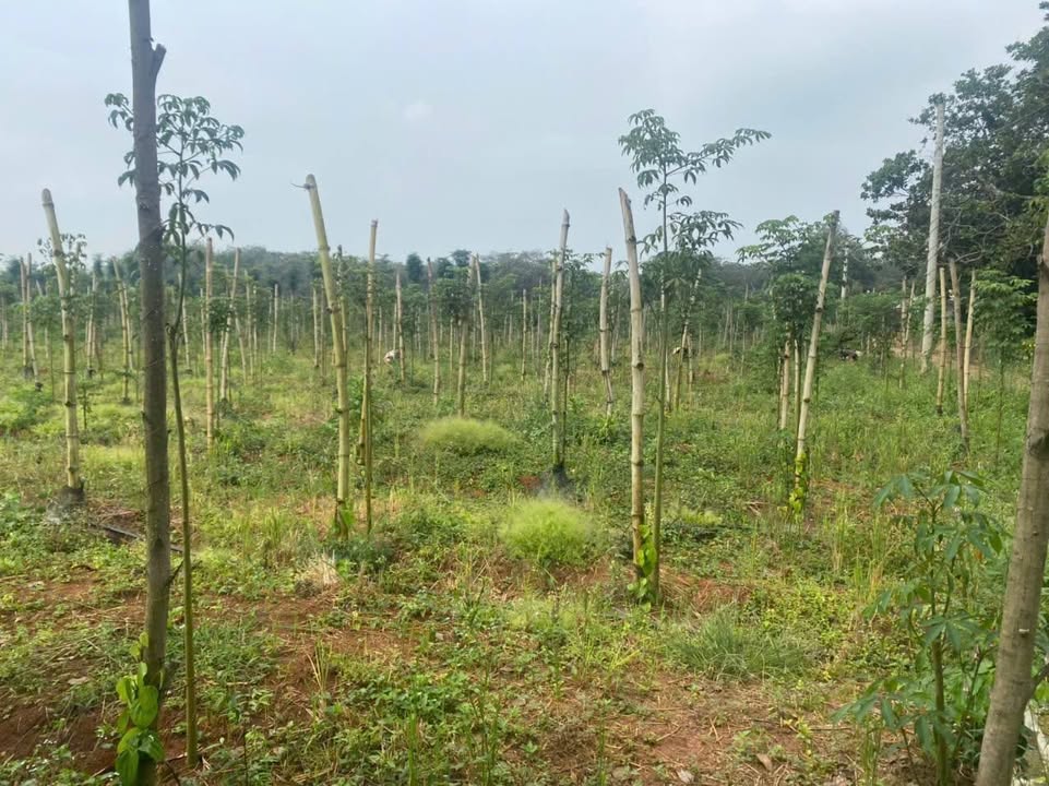 Đất vườn Bầu Lâm 8000m² giá chỉ 4.8 tỷ - Đầu tư sinh lời ngay!