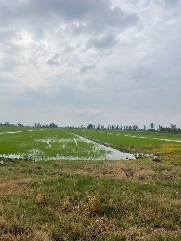 Đất lúa 25.000m² Thới Đông, Cờ Đỏ, Cần Thơ - Sổ hồng chính chủ, giá tốt!