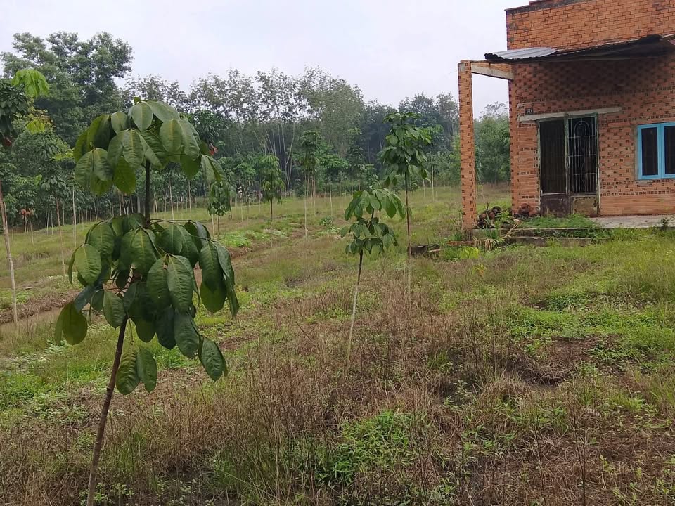 Đất Tân Quan Hớn Quản 72000m² giá 1.1 tỷ - Đầu tư sinh lời tuyệt vời!