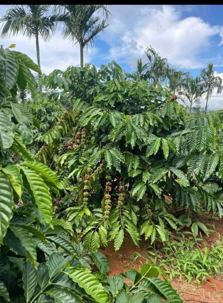 Lô đất rẫy 20.000m² tại Ea H'leo, Đắk Lắk - Giá chỉ 4.2 tỷ, thu nhập ổn định!