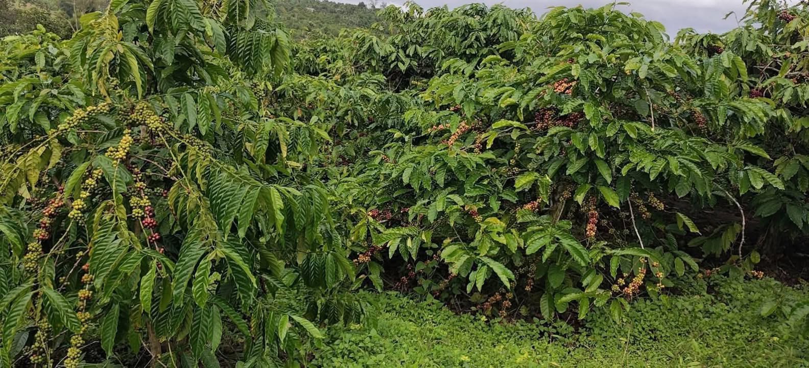 Farm 2.5ha Dliê Yang, Ea H'leo giá 5.9 tỷ - Đầu tư sinh lời ngay!