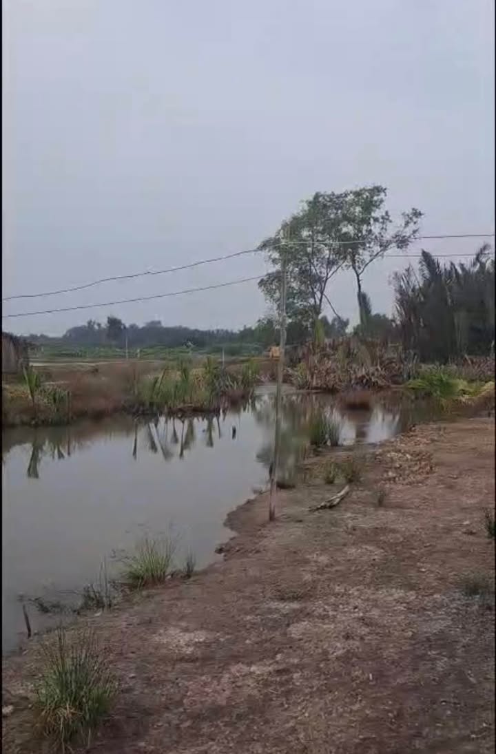 Đất lúa Hiệp Phước, Nhà Bè 1500m² giá 2.25 tỷ - Cơ hội đầu tư hiếm có!