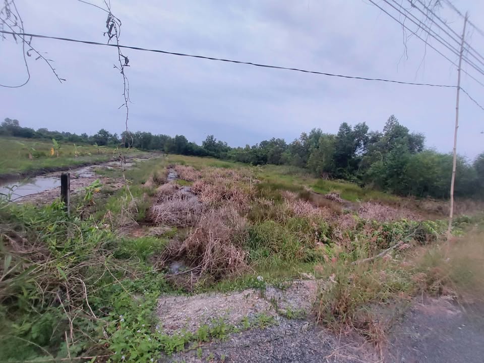 Đất cây lâu năm 2808m² tại Tân Lập 1, Tân Phước - Giá chỉ 2.527 tỷ!