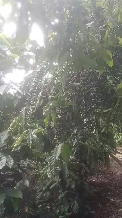 Đất nền 7 sào tại xã Phi Liêng, Đam Rông - Giá chỉ 1.45 tỷ VND, cơ hội đầu tư tuyệt vời!