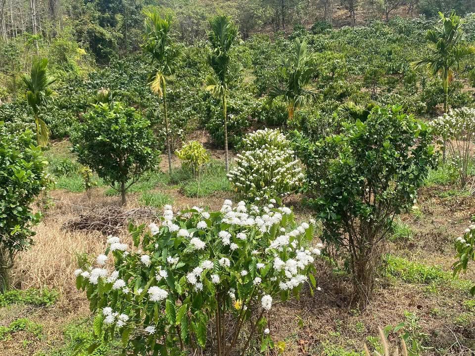 Lô đất Hòa Khánh Buôn Ma Thuột 7.000m² giá 1.26 tỷ - Mặt tiền rộng 73m, đầu tư sinh lời!