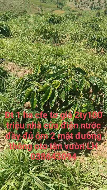 Đất thổ cư 1ha tại Phúc Thọ, Lâm Hà, giá 2.1 tỷ - Đầu tư sinh lời ngay!