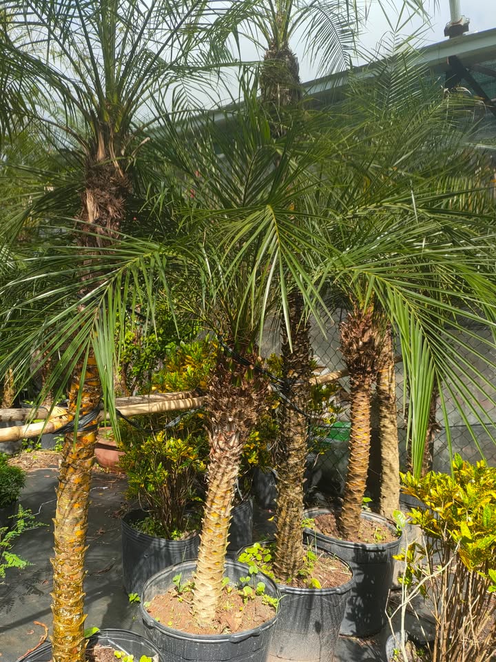 Đất nền Tân Hà 1,2ha giá chỉ 8,4 tỷ - Cơ hội đầu tư hiếm có!