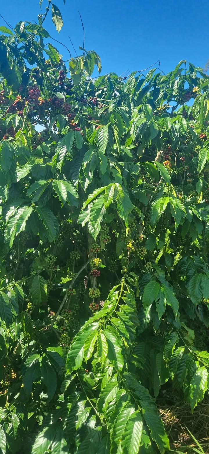 Đất nông nghiệp Đạ Đờn 23040m² giá 924 triệu - Sẵn sàng phát triển!