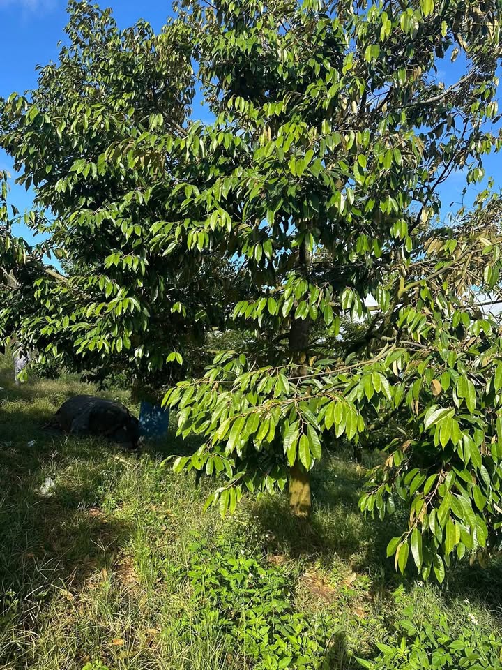 Bán rẫy 18.000m² tại thôn 8, Ea Khal, Đắk Lắk - Đầy tiềm năng đầu tư!