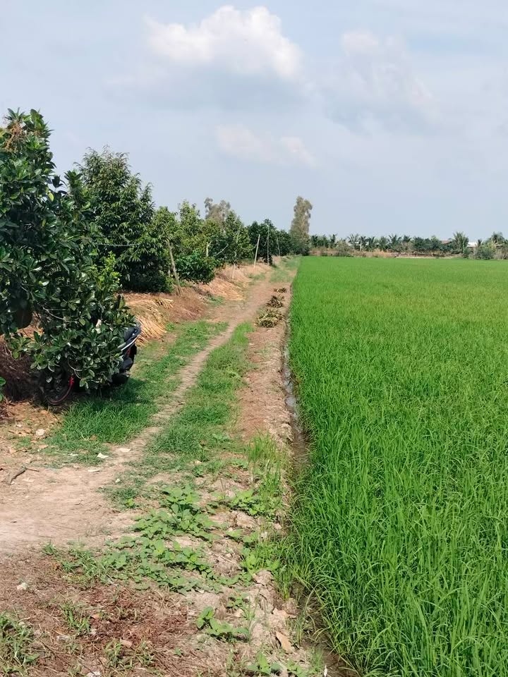 Đất vườn Thanh Mỹ, Đồng Tháp 11.000m² giá 2.53 tỷ - Chính chủ bán gấp!