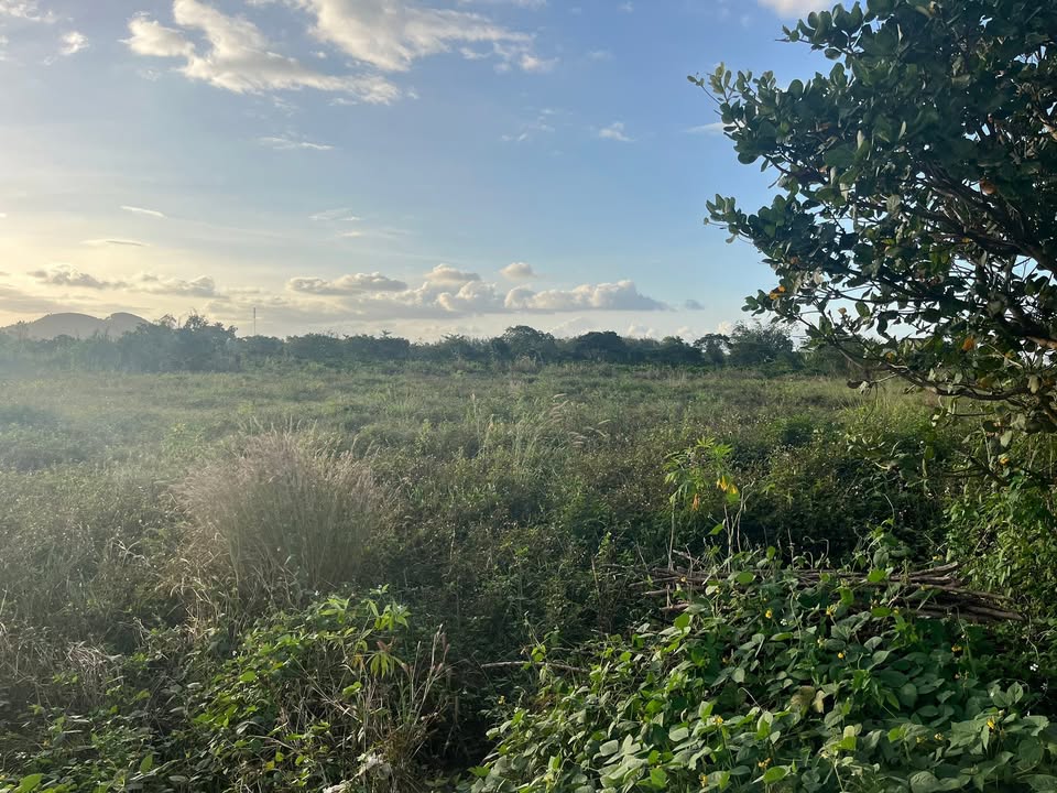 Đất nền Ea Ô, Ea Kar 1426m² giá 800 triệu - Cơ hội đầu tư hấp dẫn!