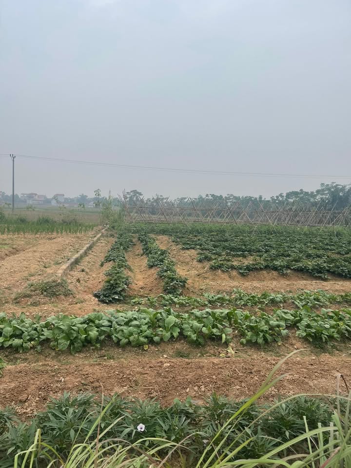 Đất đấu giá tại KDC Mai Hạ, Hương Mai 100m² giá 1.5 tỷ - Cơ hội đầu tư tuyệt vời!