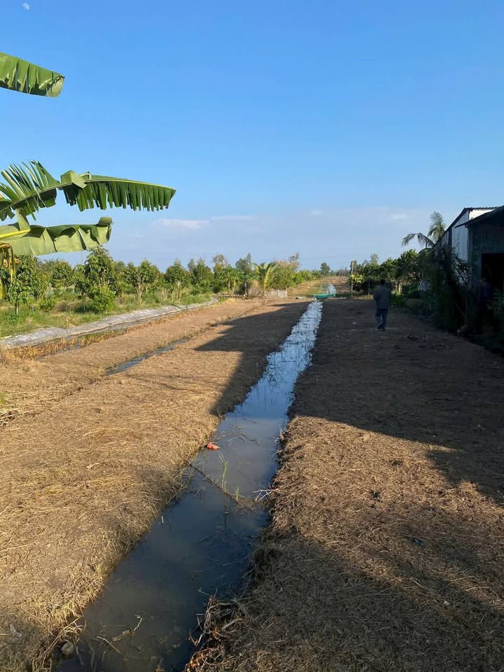 Đất lúa 3243m² Ấp Trường Khương A, Cần Thơ giá 1.8 tỷ - Đối diện chợ tiện ích