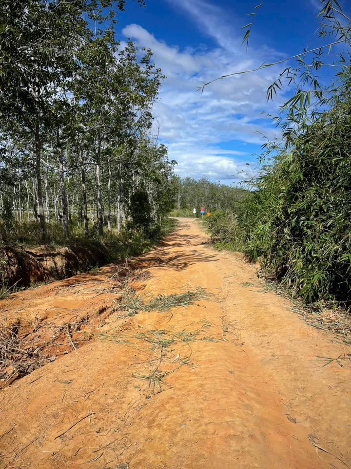Đất nông nghiệp 8 sào tại Chư Hreng, Kon Tum - Giá chỉ 700 triệu