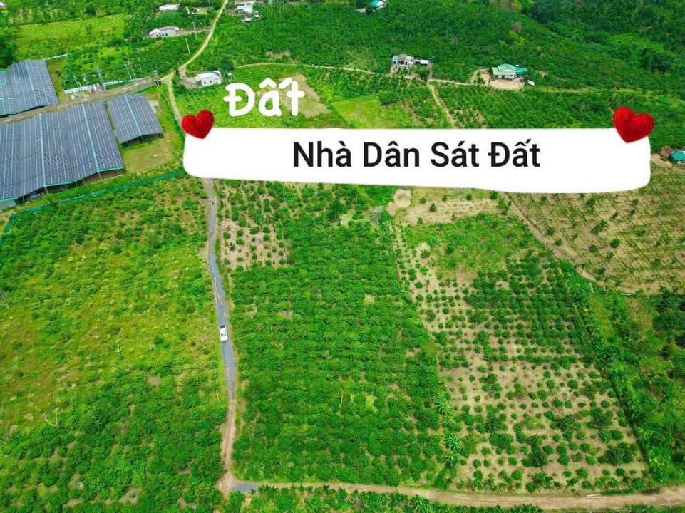 Đất vườn 95.000m² Hòa Phú, Đà Nẵng - Giá 2 tỷ, Pháp lý đầy đủ!