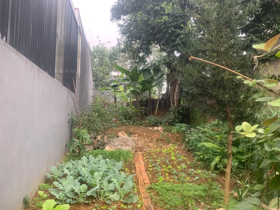 Đất Tổ 17, Phường Tân Hà, TP Tuyên Quang 117m² giá 2 tỷ - Cơ hội đầu tư lý tưởng!