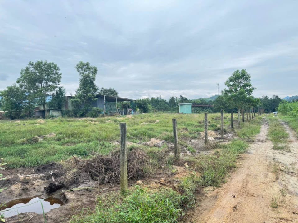 Đất Farm Hòa Hải - Hòa Vang 15.000m² giá chỉ 2.21 tỷ - Tiềm năng phát triển lớn!