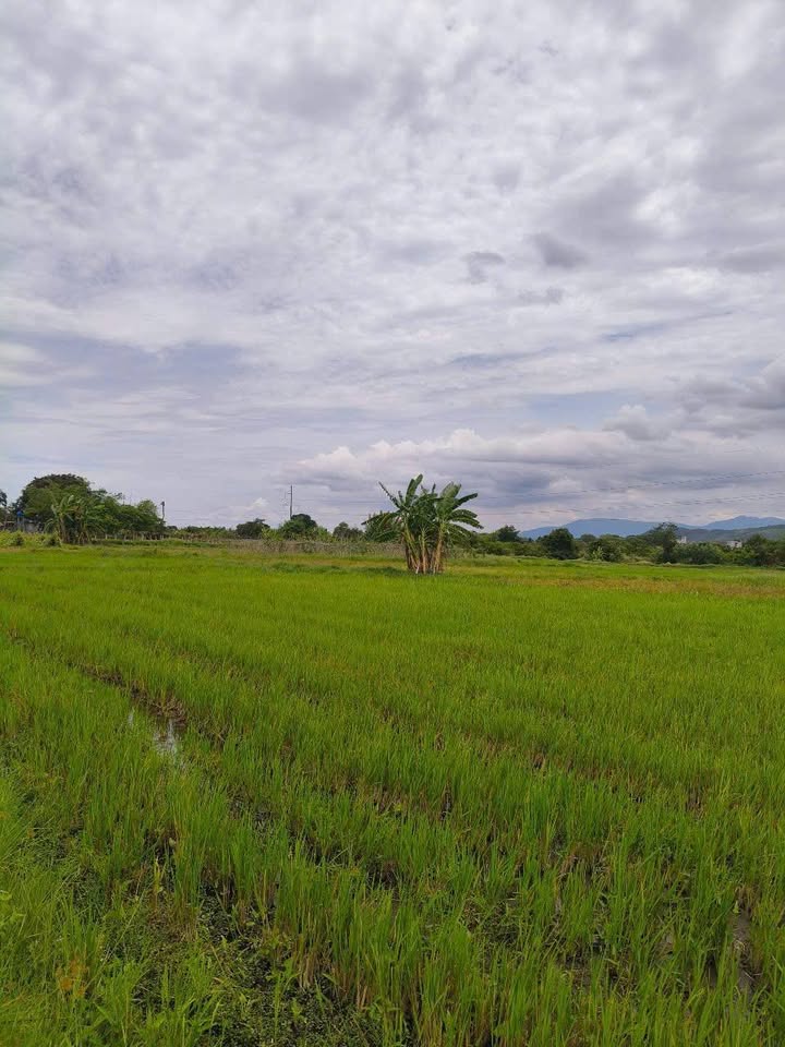 Đất nền 1 sào Ninh Thuận, Hàm Chính, 3600m² giá 170 triệu - Cơ hội đầu tư tuyệt vời!