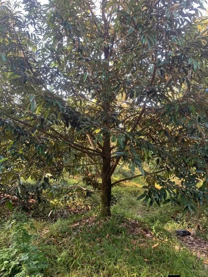 Bán Farm sầu riêng 4500m² tại xã Thiện Trí, Cái Bè - Cơ hội đầu tư hấp dẫn!